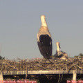 18_55-mast.jpg