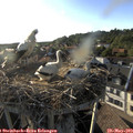 18_55-nest.jpg
