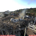 19_00-nest.jpg