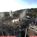 19_05-nest.jpg