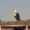 19_10-mast.jpg