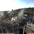 19_10-nest.jpg