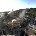 19_15-nest.jpg