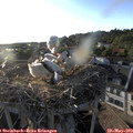 19_20-nest.jpg