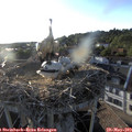 19_25-nest.jpg