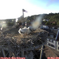 19_30-nest.jpg