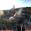 19_45-nest.jpg