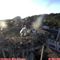 19_55-nest.jpg