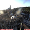 20_00-nest.jpg
