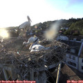 20_05-nest.jpg