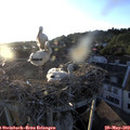 20_10-nest.jpg