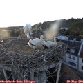20_20-nest.jpg