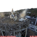 20_25-nest.jpg