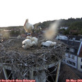 20_30-nest.jpg