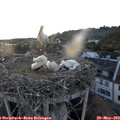 20_35-nest.jpg