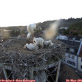 20_40-nest.jpg