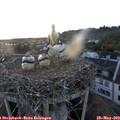 20_45-nest.jpg