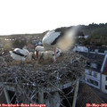 20_50-nest.jpg