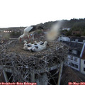 21_00-nest.jpg