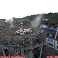 21_10-nest.jpg