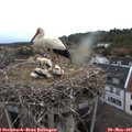05_25-nest.jpg