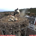05_30-nest.jpg