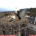 05_35-nest.jpg