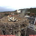 05_40-nest.jpg