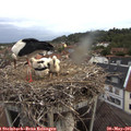 05_45-nest.jpg