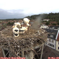 05_50-nest.jpg