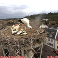 05_55-nest.jpg
