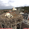 06_00-nest.jpg
