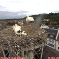 06_05-nest.jpg