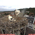 06_10-nest.jpg