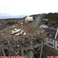 06_15-nest.jpg