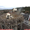 06_20-nest.jpg