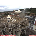 06_25-nest.jpg
