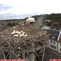 06_30-nest.jpg