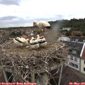 06_35-nest.jpg