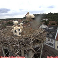 06_40-nest.jpg