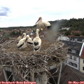 06_45-nest.jpg