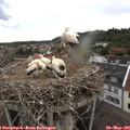 06_50-nest.jpg