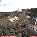 06_55-nest.jpg