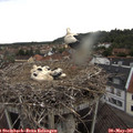 07_00-nest.jpg