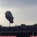 07_05-mast.jpg