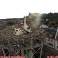 07_05-nest.jpg