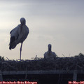 07_10-mast.jpg