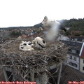 07_10-nest.jpg