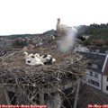 07_15-nest.jpg