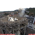 07_20-nest.jpg
